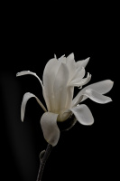 magnolia 2026.01 dt