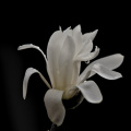 magnolia 2026.01 dt