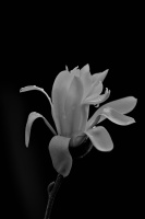 magnolia 2026.01 dt bw