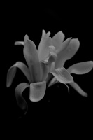 magnolia 2026.02 dt bw