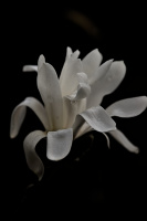 magnolia 2026.02 dt