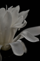 magnolia 2026.03 dt