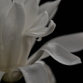 magnolia 2026.03 dt