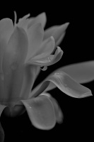 magnolia 2026.03 dt bw