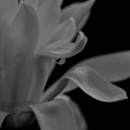 magnolia 2026.03 dt bw