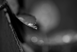 macro 2026.65 dt bw (2)