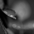 macro 2026.65 dt bw (2)