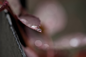 macro 2026.65 dt (2)