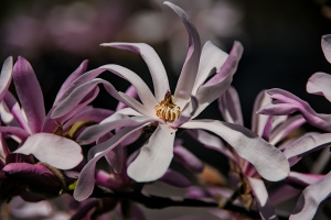 magnolia 2026.04 dt