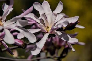 magnolia 2026.05 dt