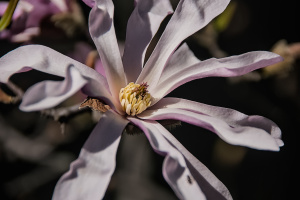 magnolia 2026.06 dt