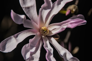 magnolia 2026.07 dt