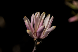 magnolia 2026.08 dt