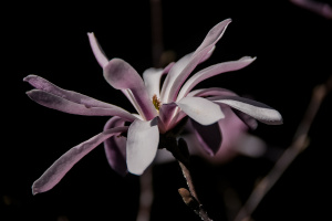 magnolia 2026.09 dt