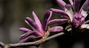 magnolia 2026.10 dt