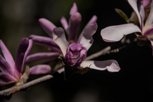 magnolia 2026.11 dt