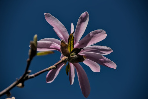 magnolia 2026.12 dt