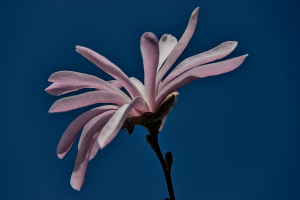 magnolia 2026.13 dt