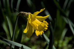 narcissus 2026.05 dt