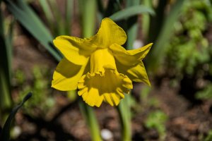 narcissus 2026.06 dt