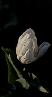 la tulipe 2026.007 dt