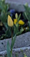la tulipe 2026.010 dt