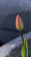 la tulipe 2026.011 dt