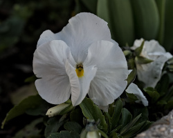 viola 2026.16 dt