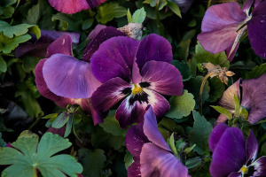 viola 2026.15 dt