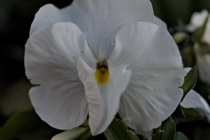viola 2026.17 dt