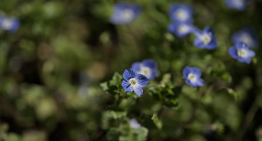 veronica 2026.01 dt