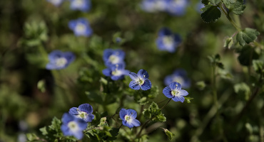 veronica 2026.02 dt