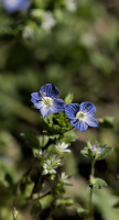 veronica 2026.03 dt
