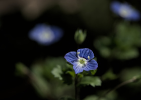 veronica 2026.04 dt