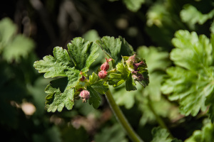 geranium 2026.01 dt