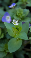 Stellaria Media 2026.01 dt