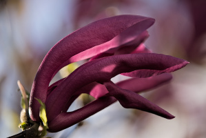 magnolia 2026.14 dt