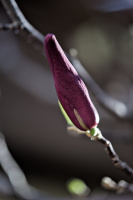 magnolia 2026.15 dt