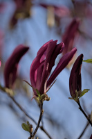magnolia 2026.16 dt
