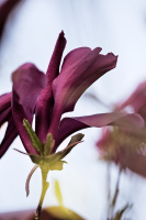 magnolia 2026.17 dt