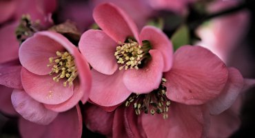 red blossom 2026.01 dt