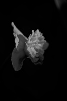 narcissus 2026.07 dt bw
