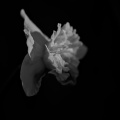 narcissus 2026.07 dt bw
