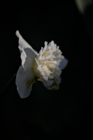 narcissus 2026.07 dt