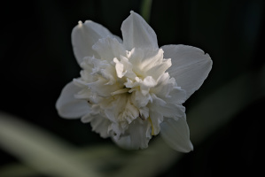 narcissus 2026.08 dt