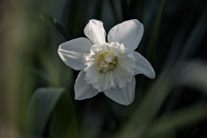 narcissus 2026.09 dt
