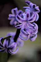 hyacinthus 2026.11 dt