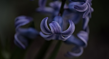 hyacinthus 2026.12 dt