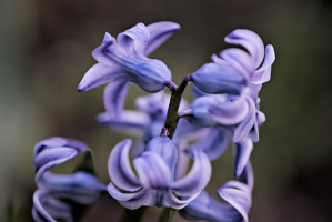hyacinthus 2026.13 dt