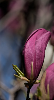 magnolia 2026.18 dt